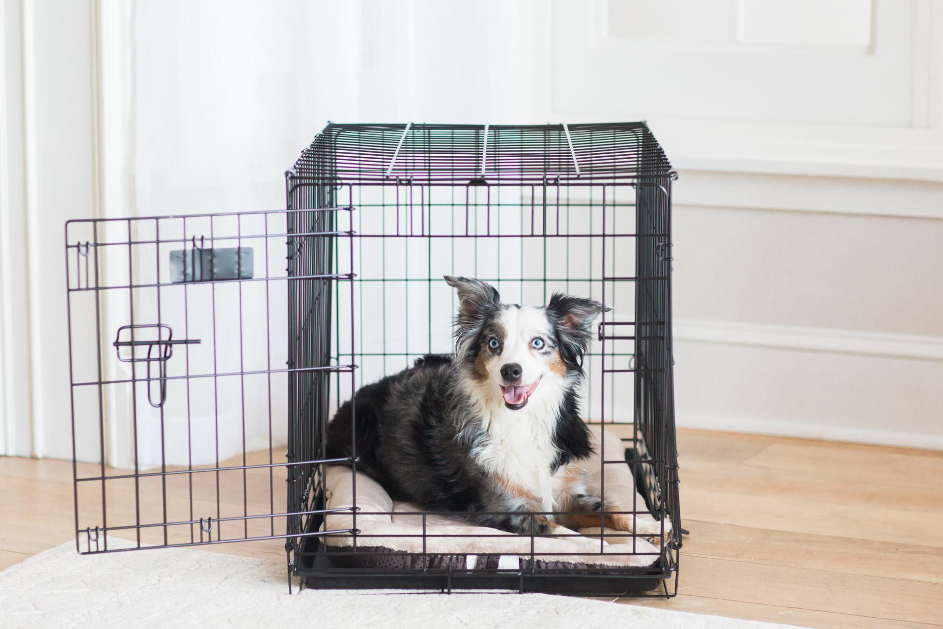 slide 3 of 3, Petmate Dog Mat (, 1 ct