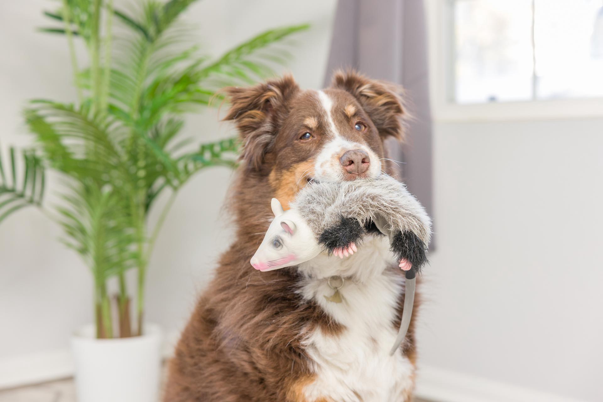 slide 4 of 5, Hyper Pet Rubber Interactive Dog Toy, 1 ct