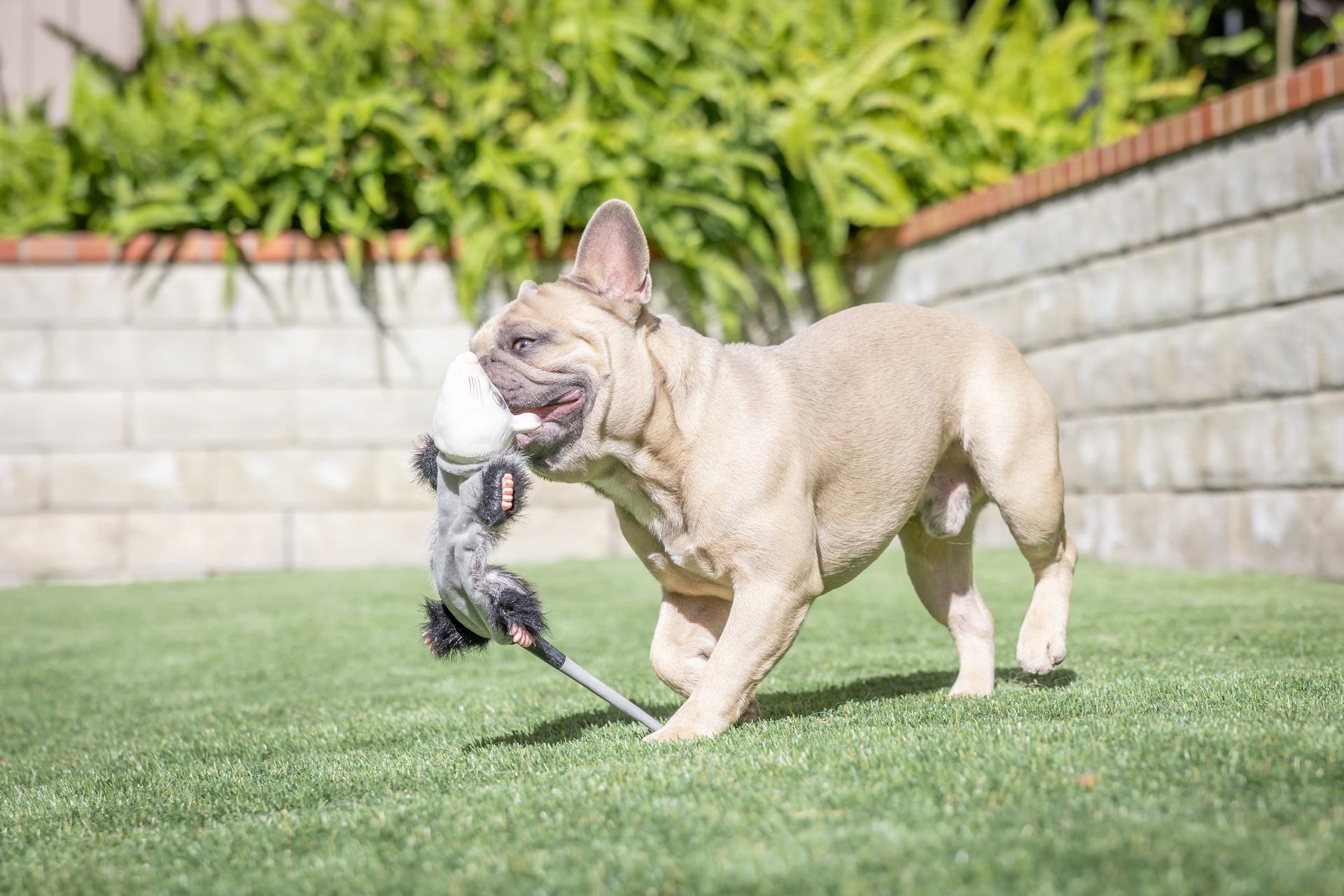 slide 3 of 5, Hyper Pet Rubber Interactive Dog Toy, 1 ct