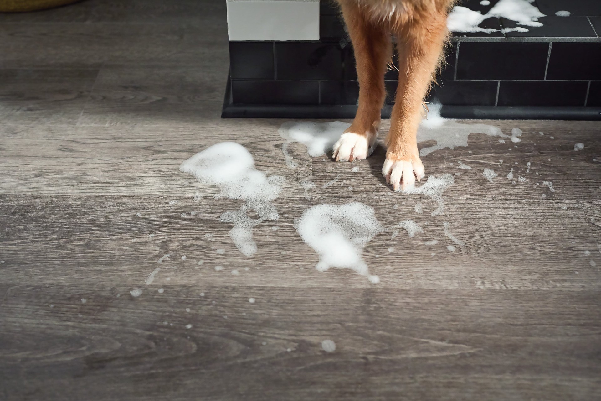 slide 6 of 6, STAINMASTER PetProtect Lockhart Oak 20-mil x 7-in W x 48-in L Waterproof Luxury Vinyl Plank Flooring ( 19.22-sq ft Carton ), 1 ct