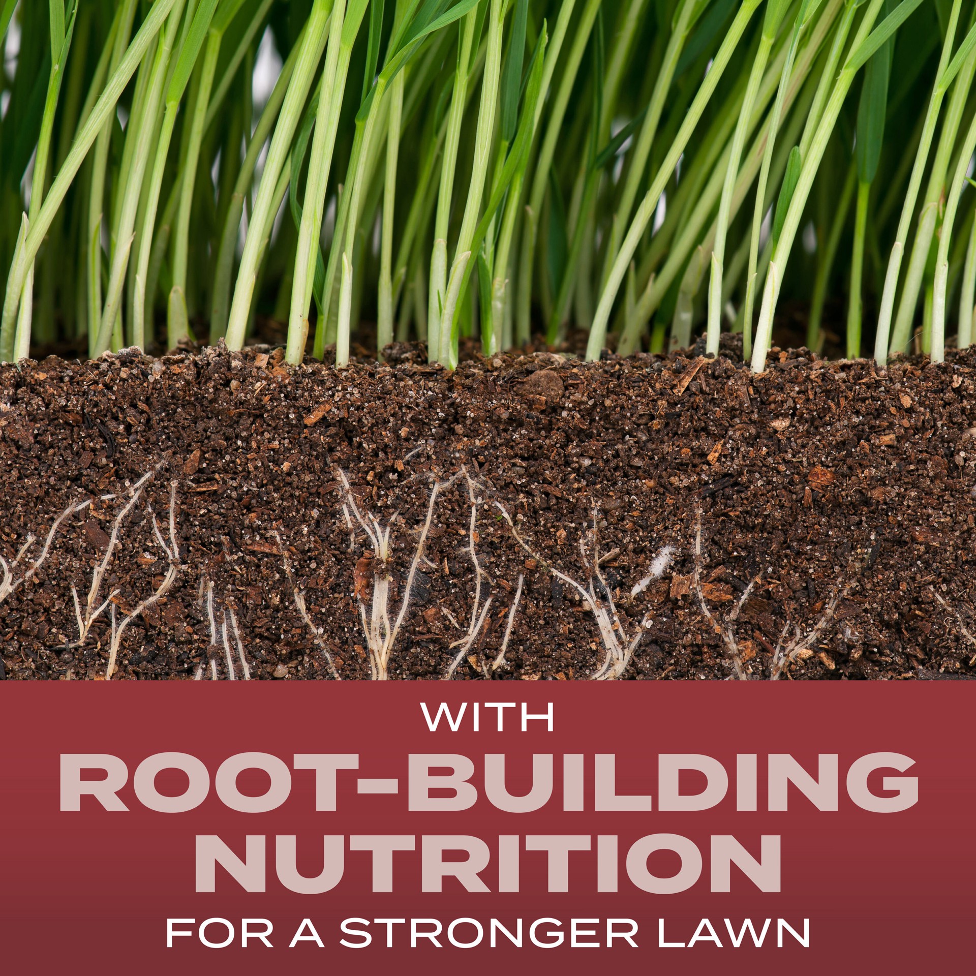 slide 3 of 6, Scotts Turf Builder Sunny Mix 2.4-lb Mixture/Blend Grass Seed, 1 ct