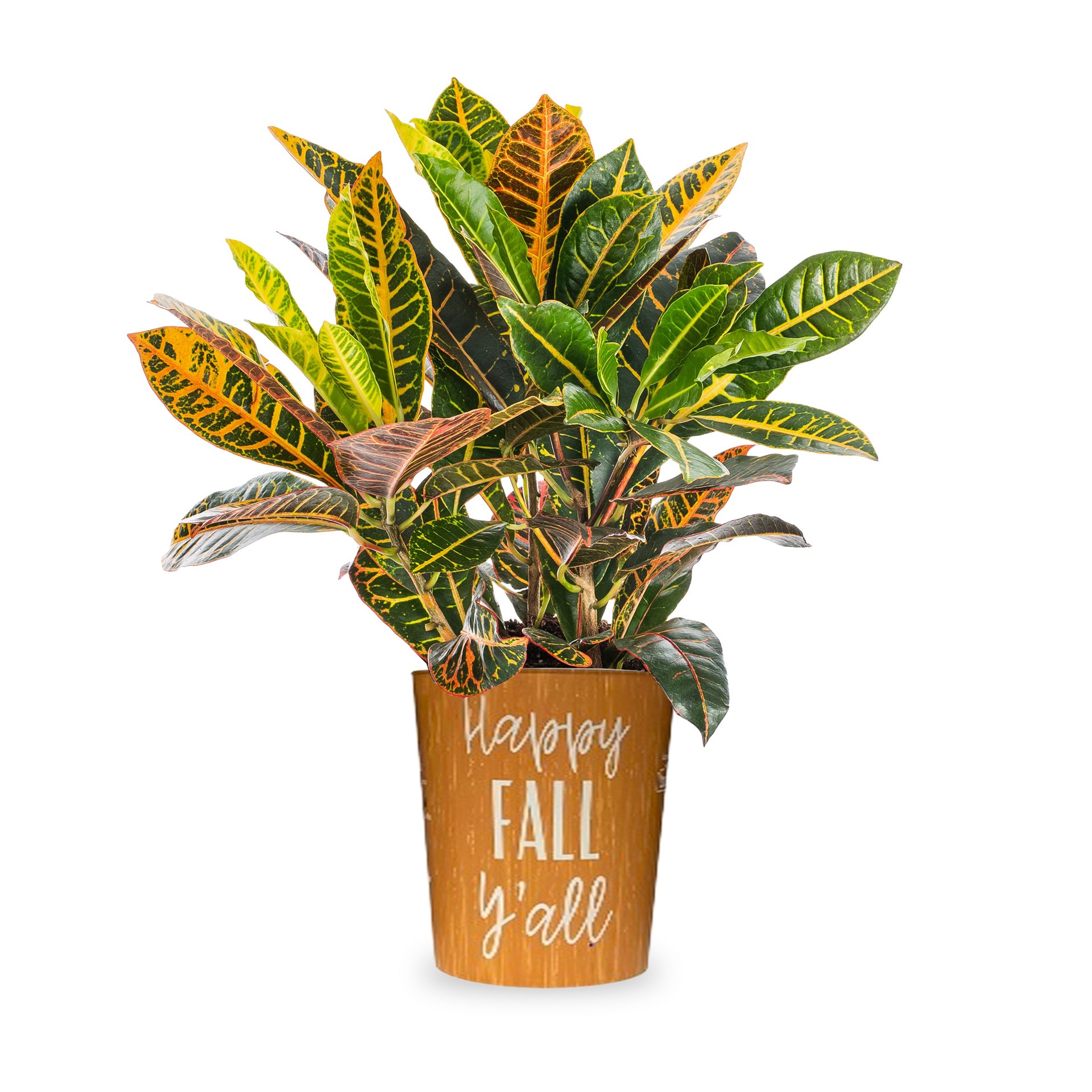 slide 1 of 4, Lowe's Petra Croton Accent Shrub in 1.72 -Gallon Planter 1 -Pack, 1 ct