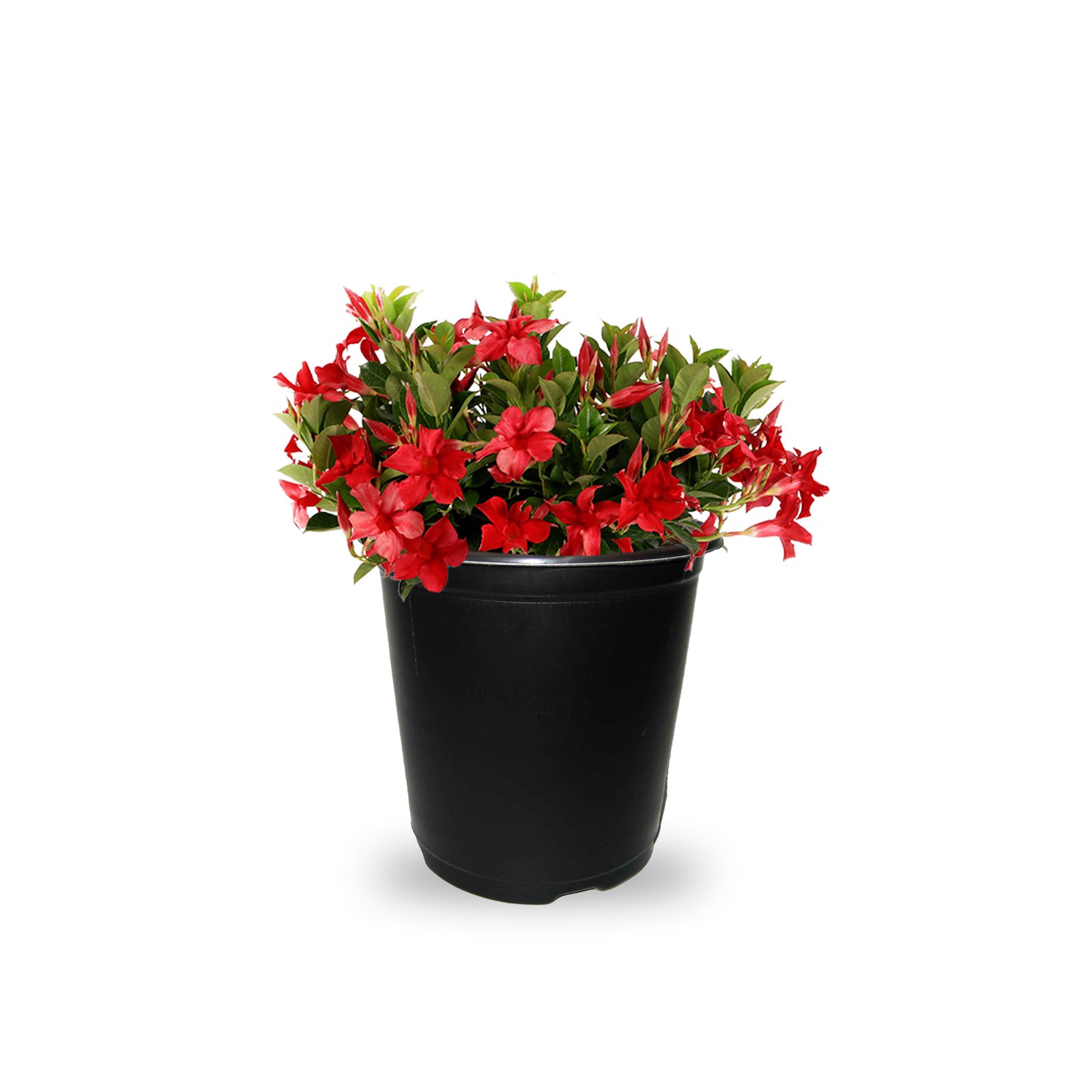 slide 1 of 4, Lowe's Red Bush Mandevilla Flowering Shrub in 1.72 -Gallon Pot 1 -Pack with Red Blooms, 1 ct