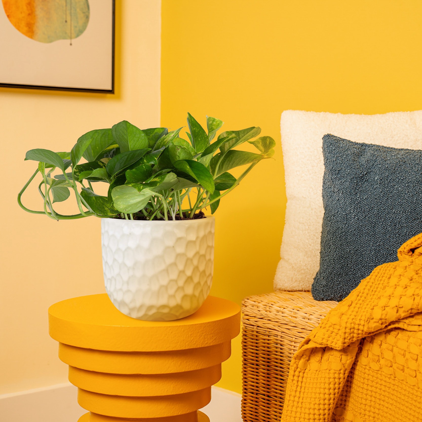 slide 3 of 6, Lowe's Pothos House plant in 1.4 Quart(s) Planter 1 -Pack, 1 ct