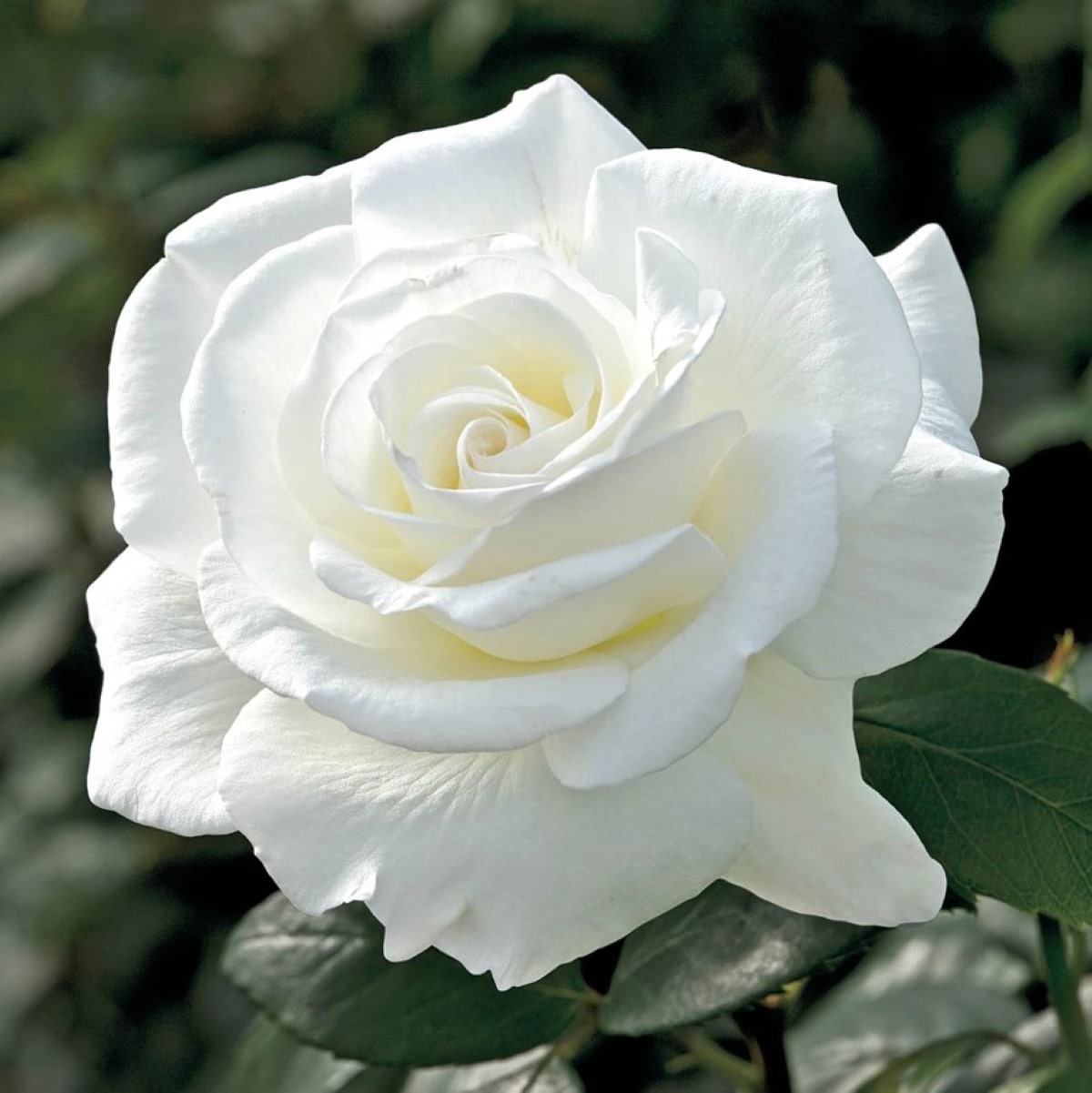 slide 2 of 2, Lowe's Rose Shrub in 2.25 -Gallon, 1 ct