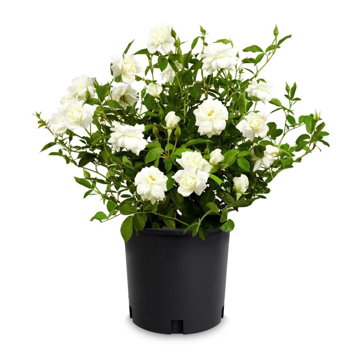 slide 1 of 2, Lowe's Rose Shrub in 2.25 -Gallon, 1 ct