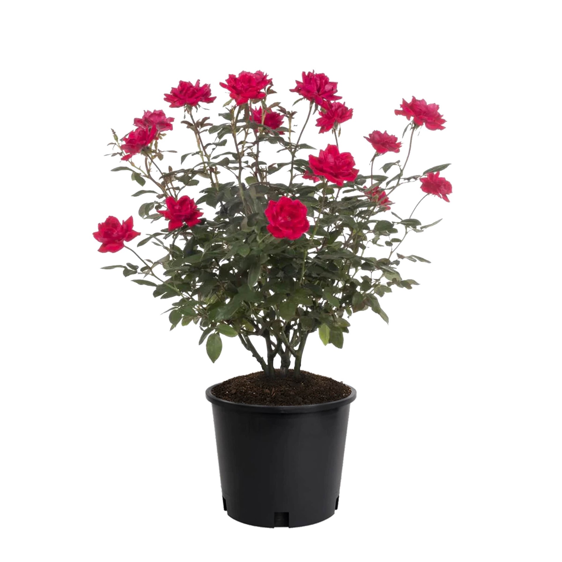 slide 1 of 2, Lowe's Red Red Rose 2.25 -Gallon 1 -Pack in Pot, 1 ct