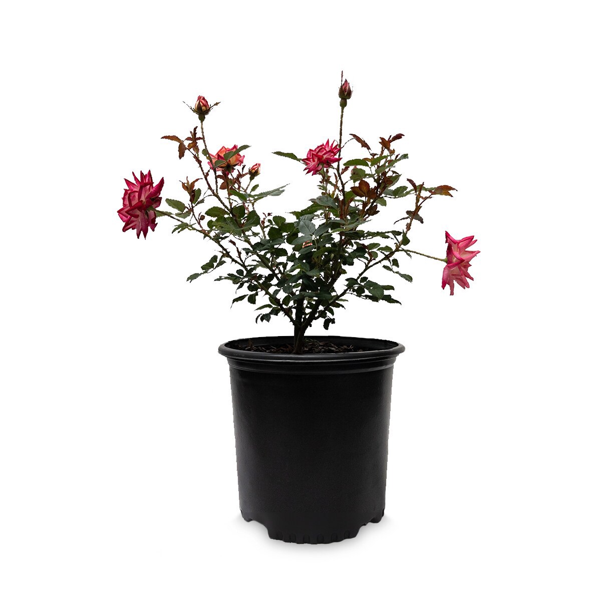 slide 3 of 6, Lowe's Rose Shrub in 2.25 -Gallon, 1 ct