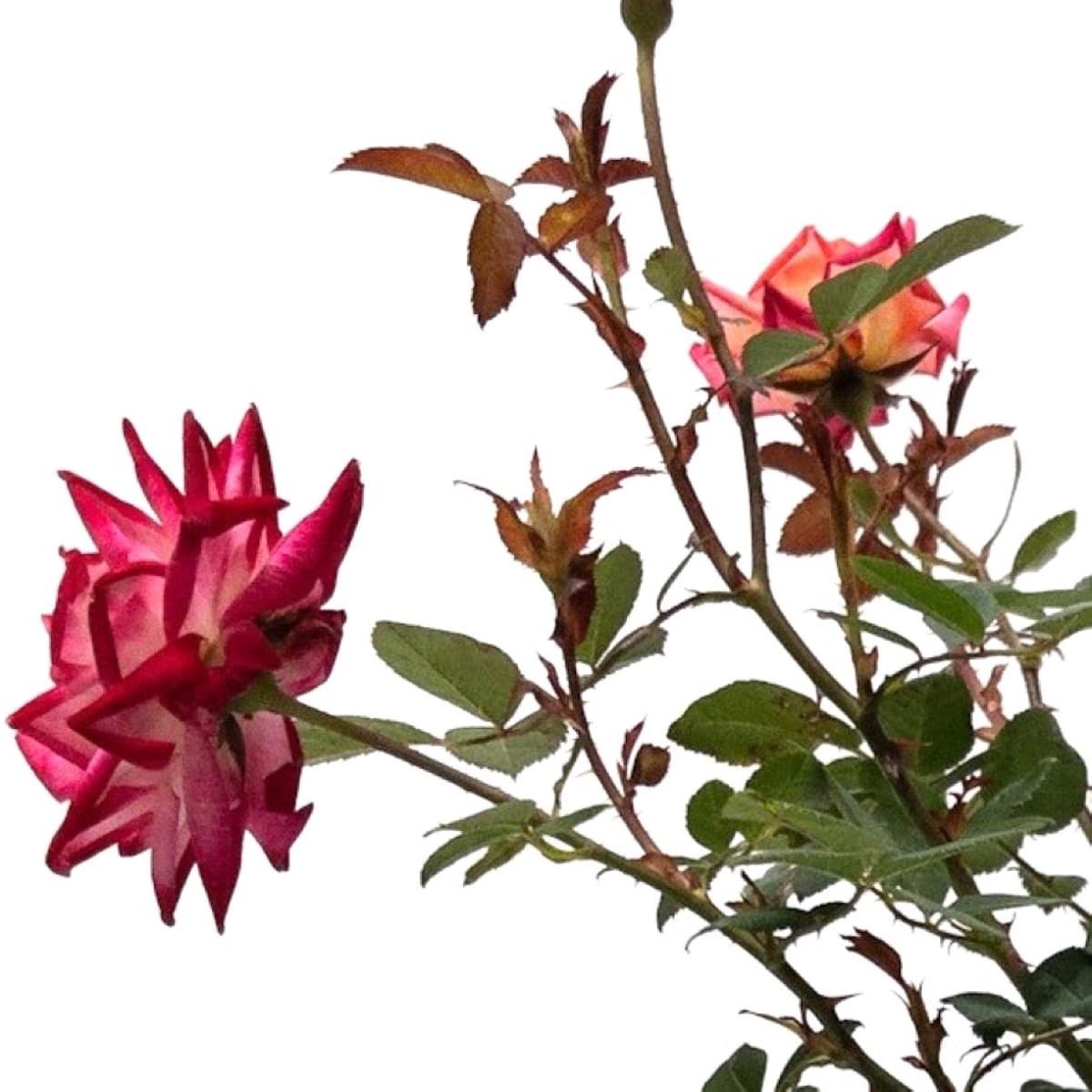 slide 4 of 6, Lowe's Rose Shrub in 2.25 -Gallon, 1 ct
