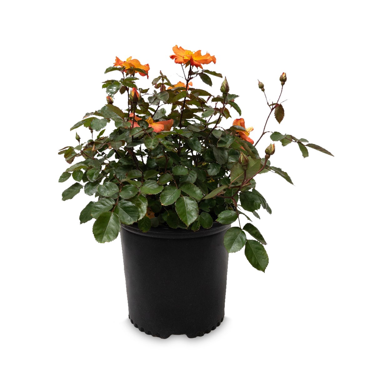 slide 5 of 6, Lowe's Rose Shrub in 2.25 -Gallon, 1 ct