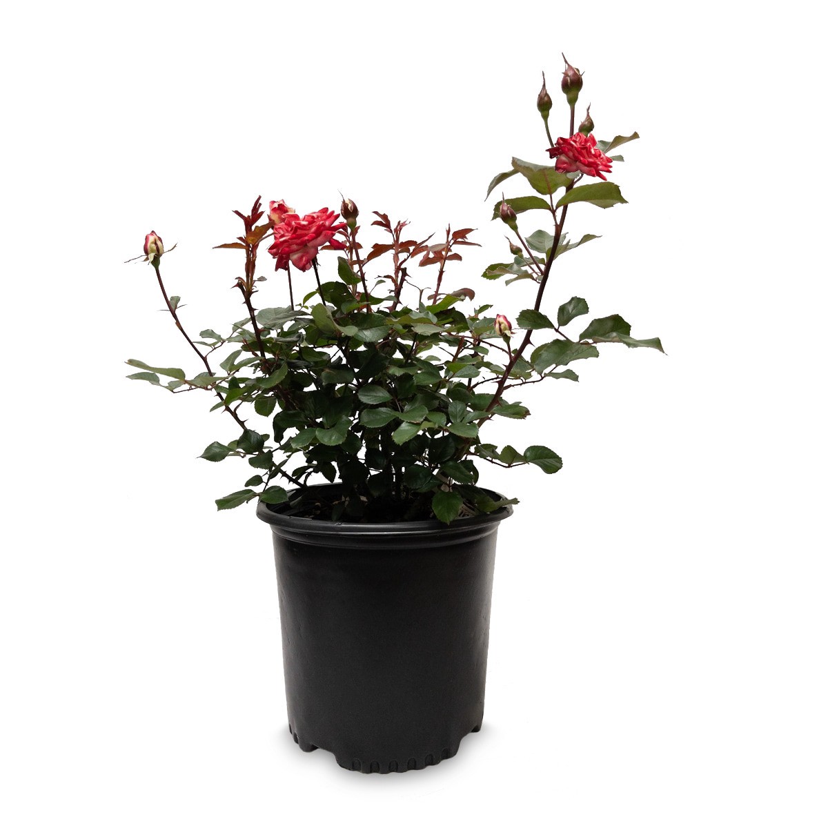 slide 1 of 6, Lowe's Rose Shrub in 2.25 -Gallon, 1 ct
