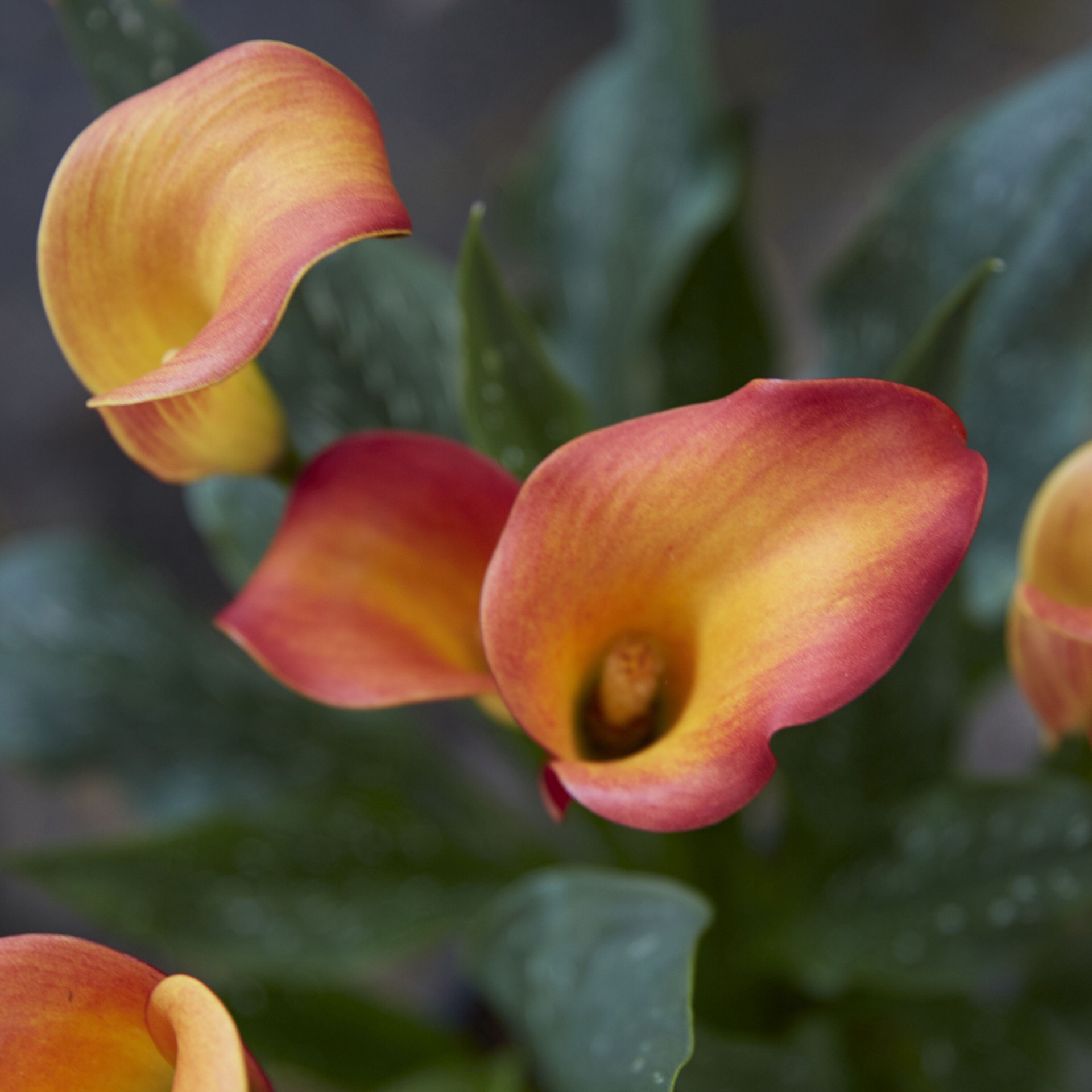 slide 2 of 6, Lowe's Calla Lily Plant in 3 -Quart, 1 ct