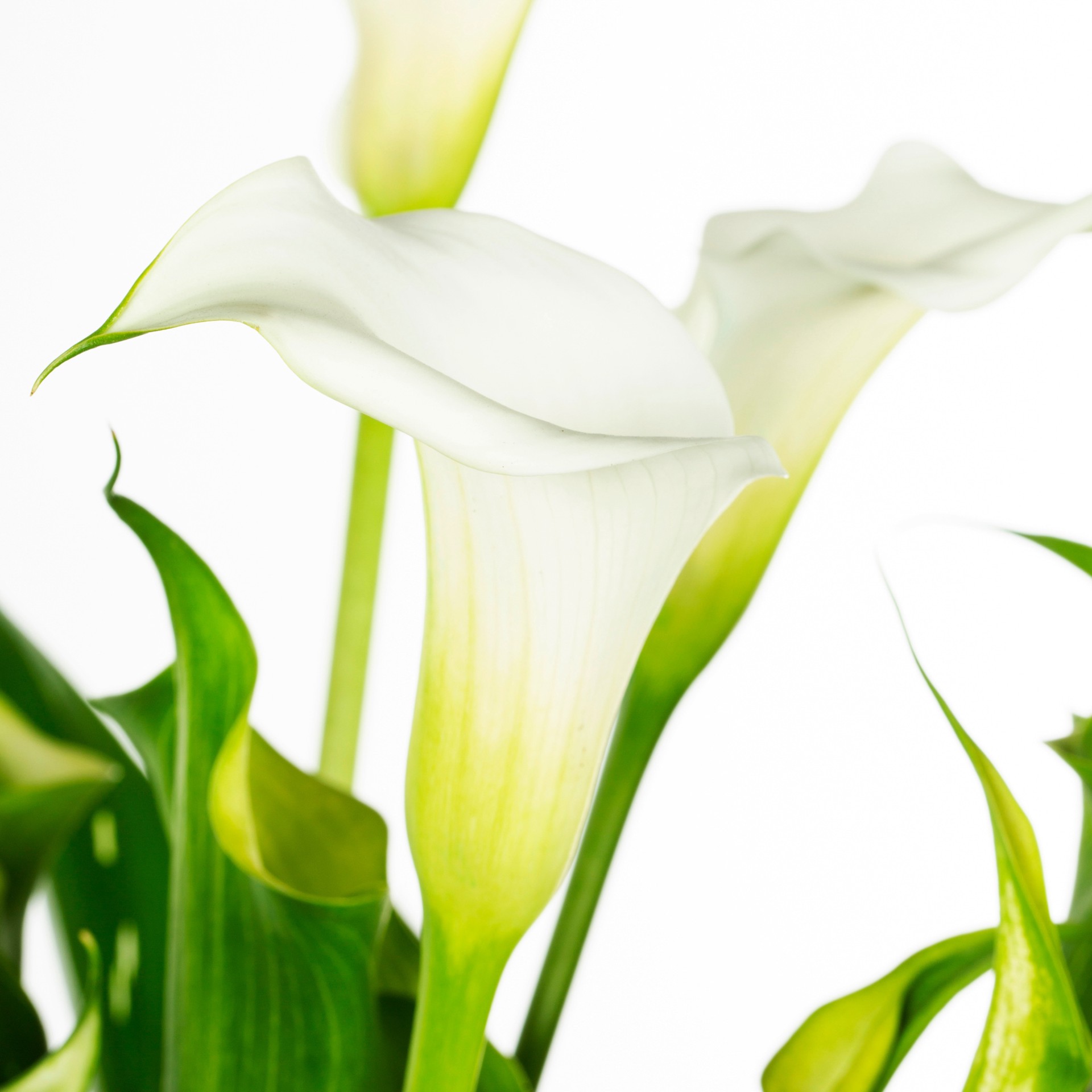 slide 3 of 6, Lowe's Calla Lily Plant in 3 -Quart, 1 ct