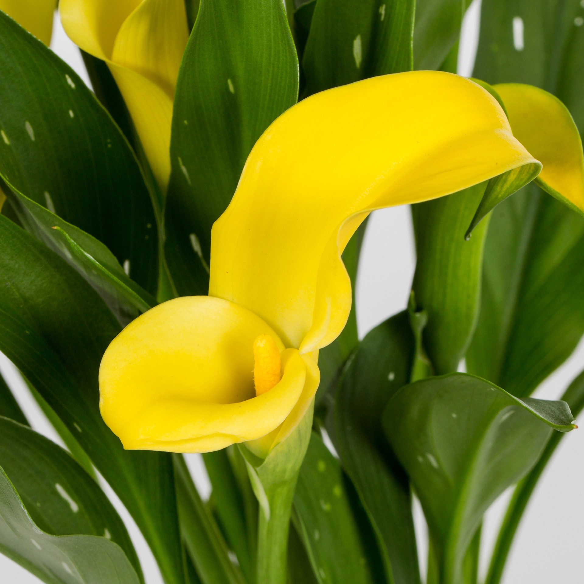 slide 4 of 6, Lowe's Calla Lily Plant in 3 -Quart, 1 ct