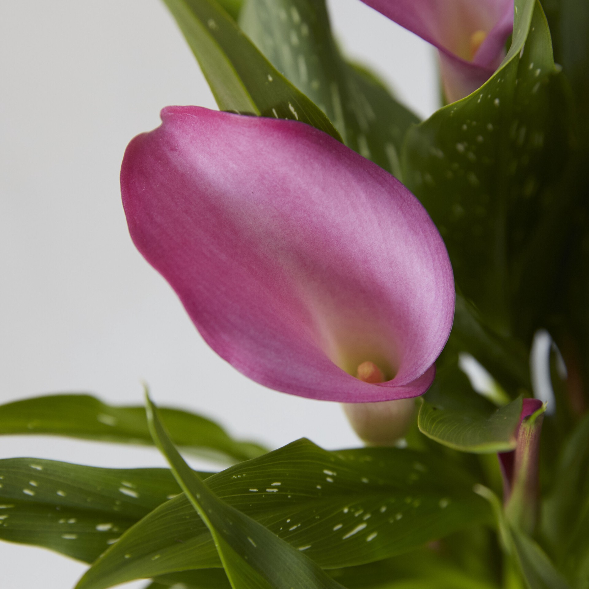 slide 6 of 6, Lowe's Calla Lily Plant in 3 -Quart, 1 ct