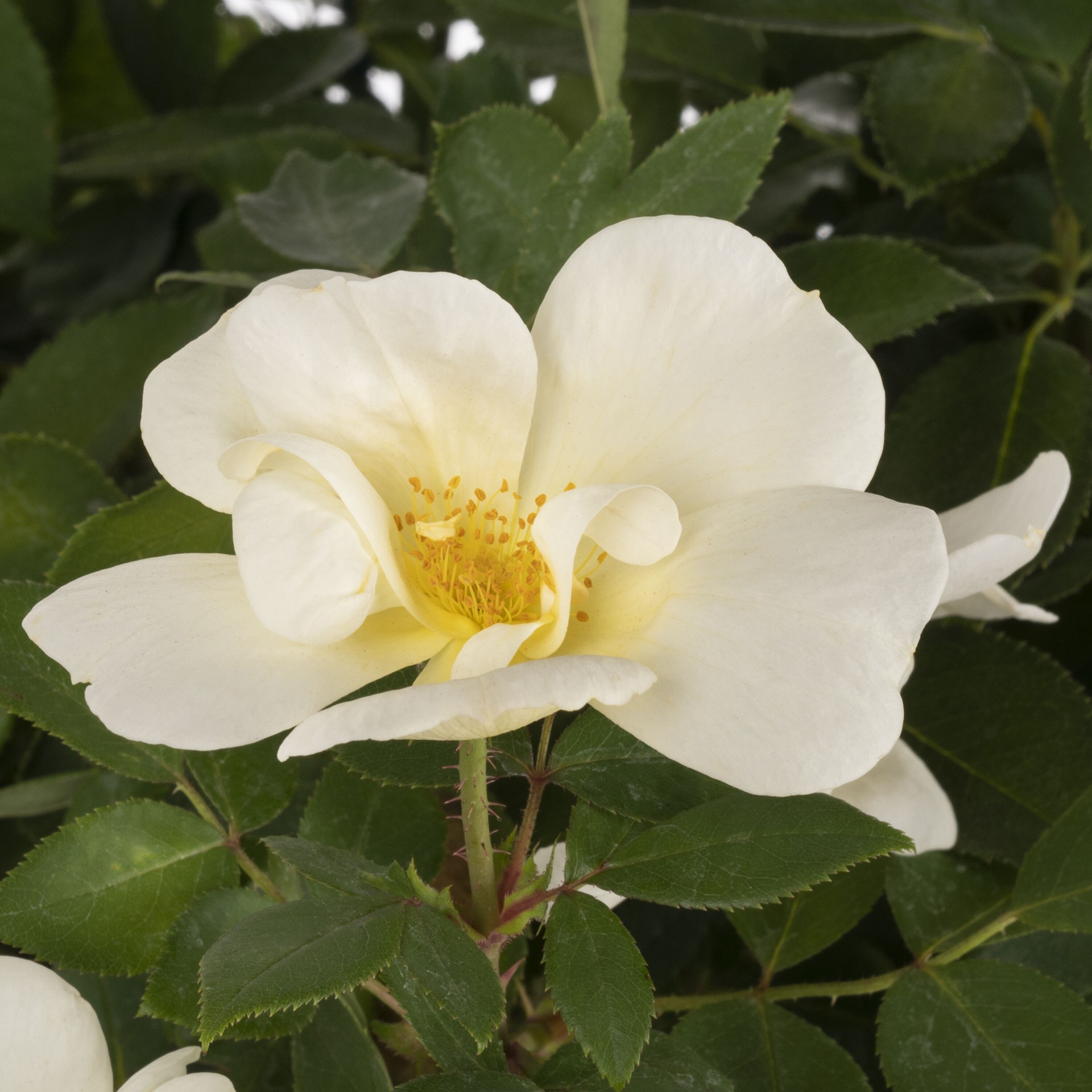 slide 2 of 4, Lowe's Sunny Knock Out Rose Flowering Shrub in 2 -Gallon Pot 1 -Pack with Yellow Blooms, 1 ct