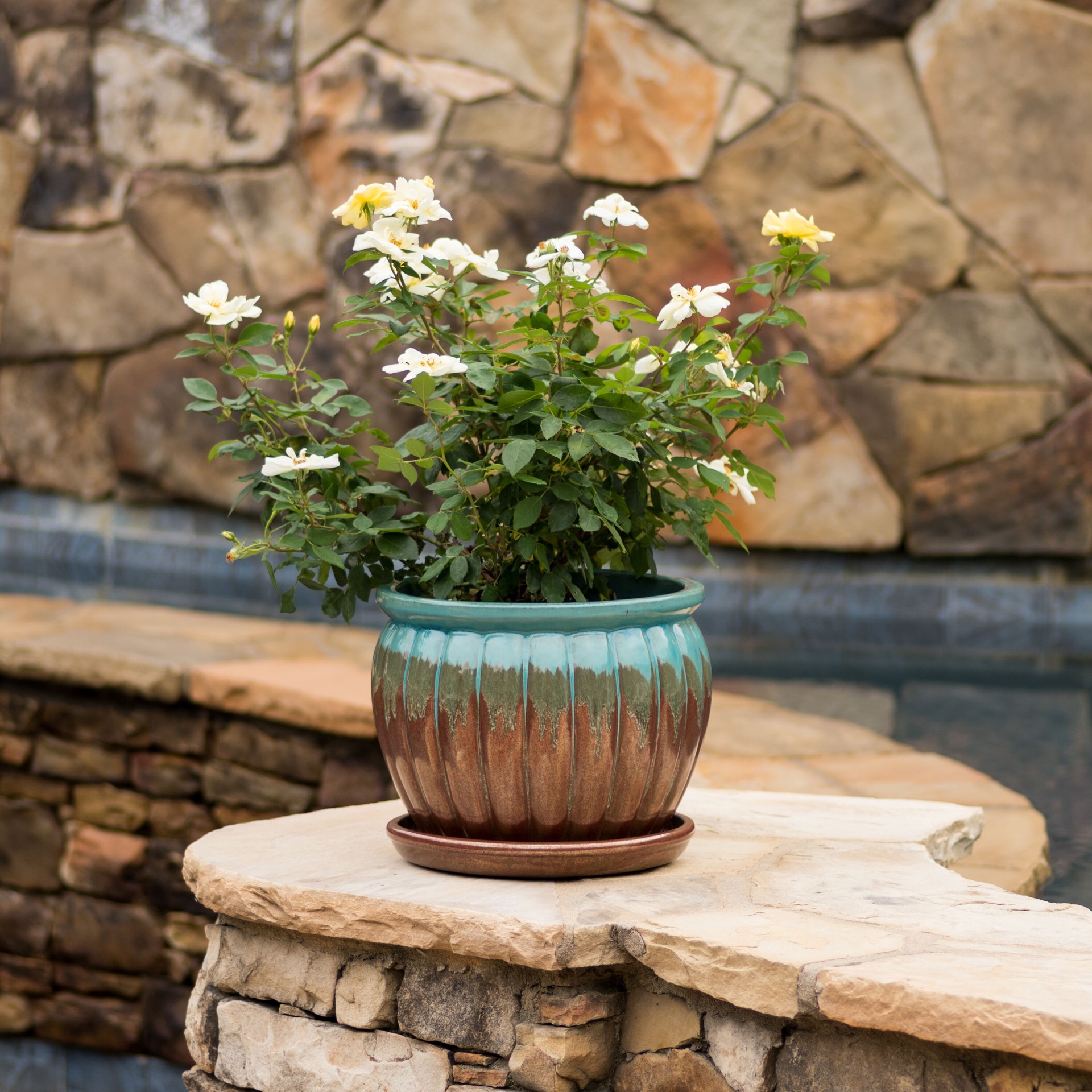 slide 3 of 4, Lowe's Sunny Knock Out Rose Flowering Shrub in 2 -Gallon Pot 1 -Pack with Yellow Blooms, 1 ct