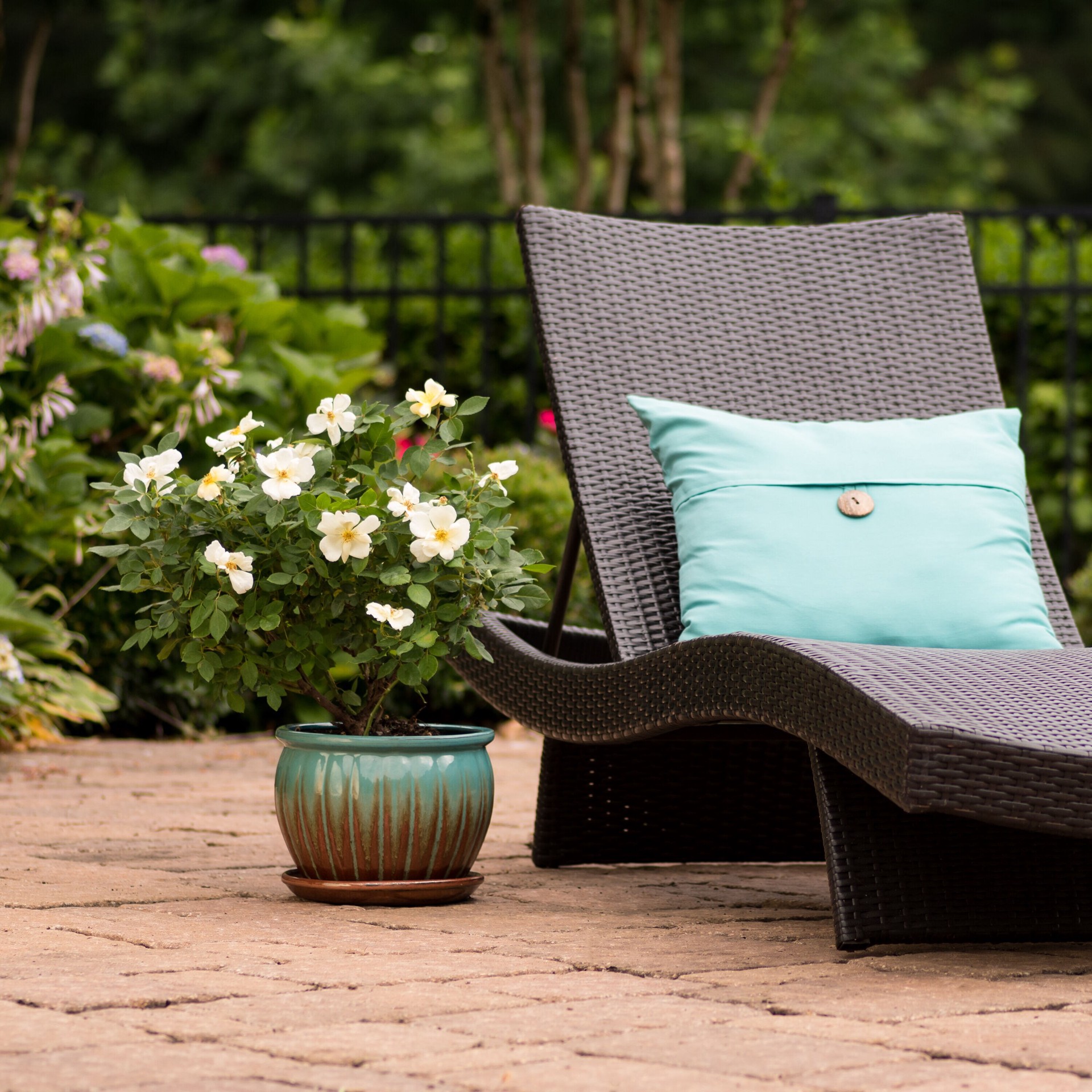 slide 4 of 4, Lowe's Sunny Knock Out Rose Flowering Shrub in 2 -Gallon Pot 1 -Pack with Yellow Blooms, 1 ct