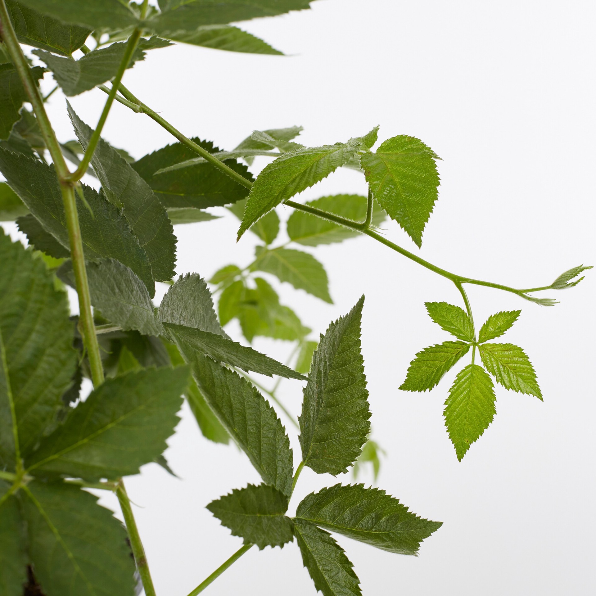 slide 2 of 4, Lowe's Blackberry Flowering Shrub in 1.72 -Gallon Pot, 1 ct