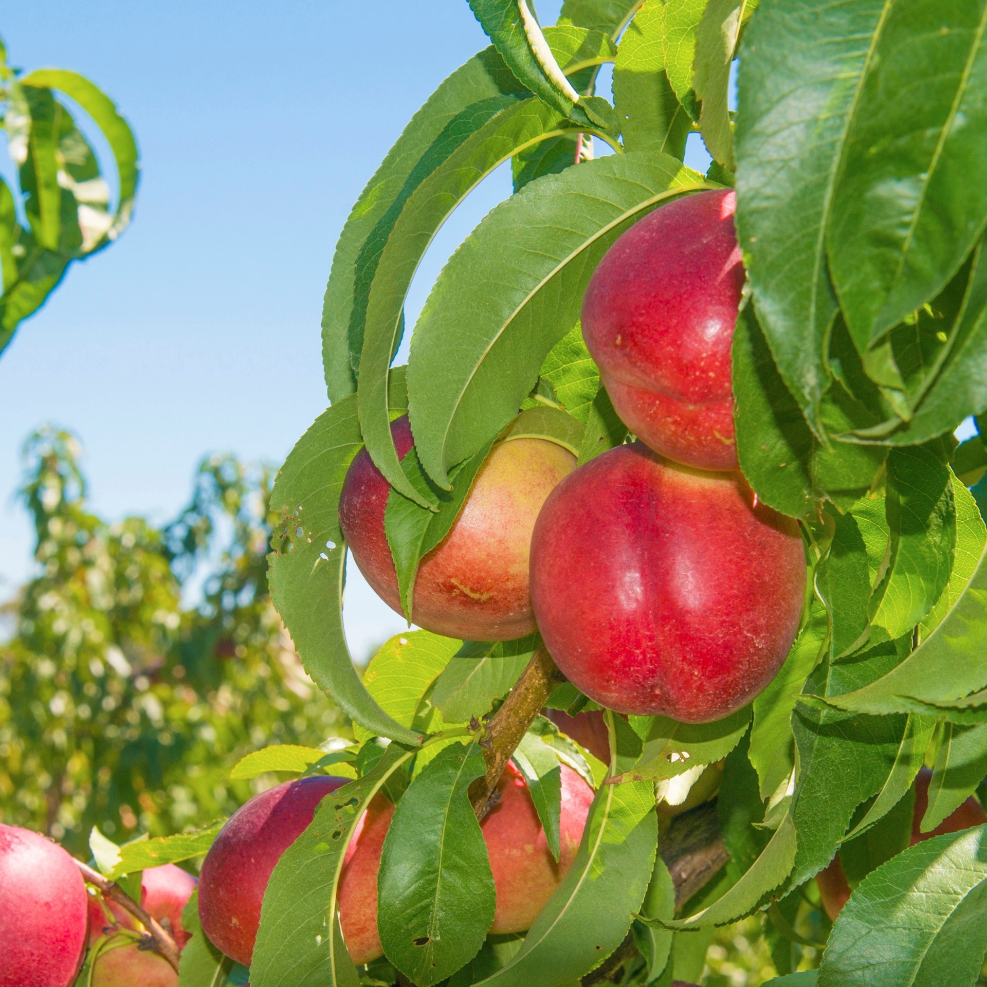 slide 2 of 4, Lowe's 1.72 -Gallon Fruit Panamint Nectarine, 1 ct