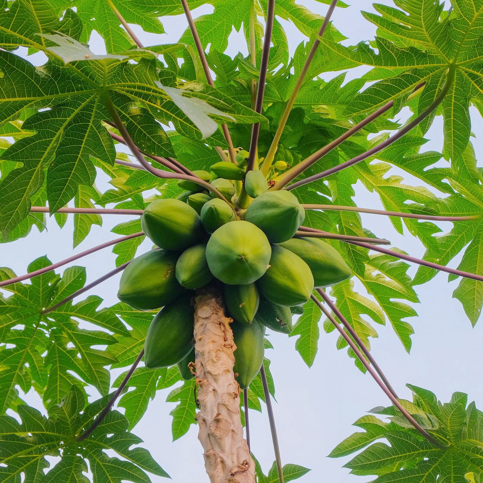 slide 2 of 4, Lowe's 1.72 -Gallon Fruit Papaya, 1 ct