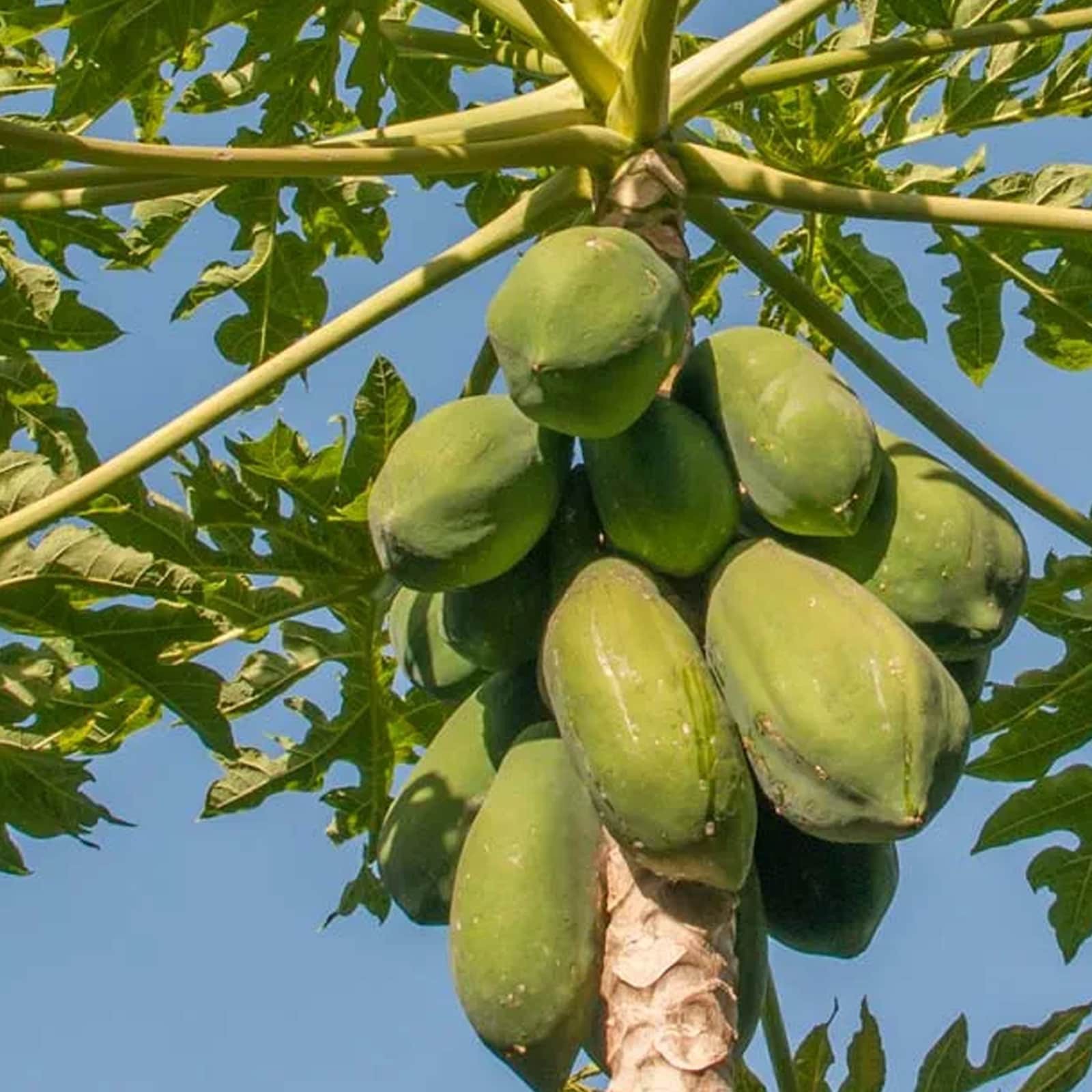slide 1 of 4, Lowe's 1.72 -Gallon Fruit Papaya, 1 ct