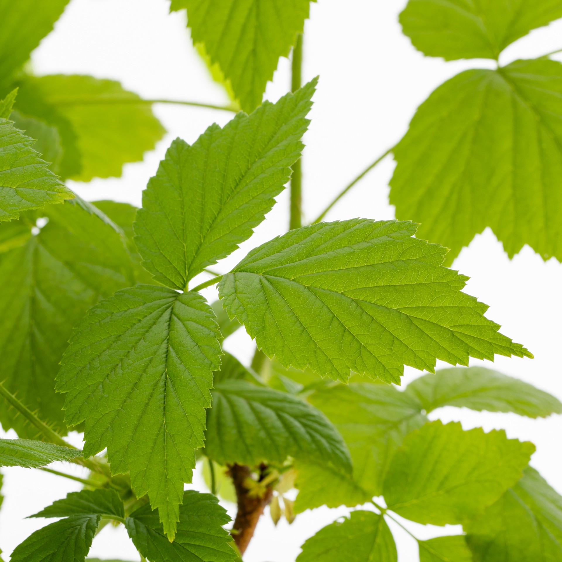 slide 2 of 4, Lowe's Raspberry Flowering Shrub in 1.72 -Gallon Pot, 1 ct