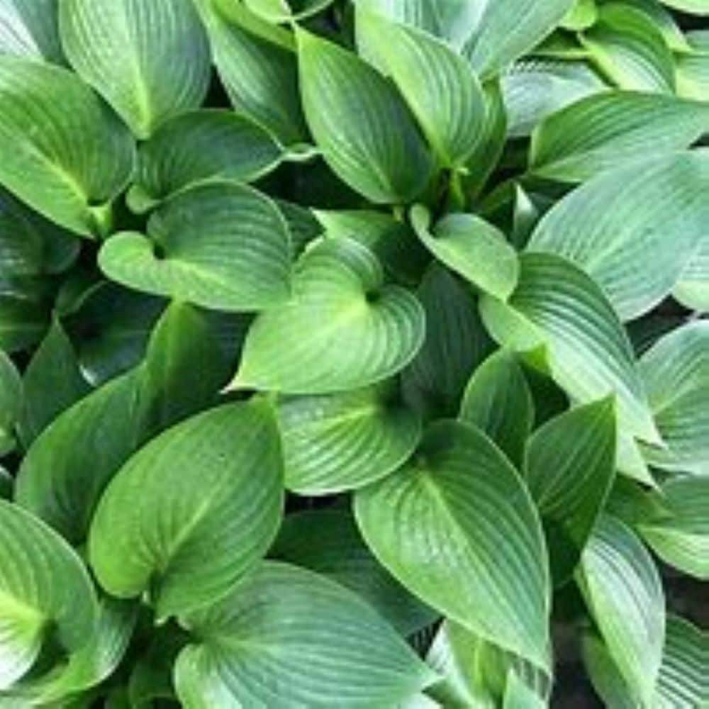 slide 2 of 4, Monrovia White Hosta Plant in 2.5 -Quart Pot 1 -Pack, 1 ct