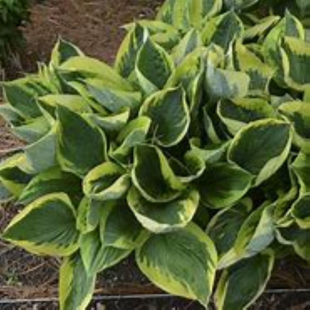 slide 3 of 4, Monrovia White Hosta Plant in 2.5 -Quart Pot 1 -Pack, 1 ct