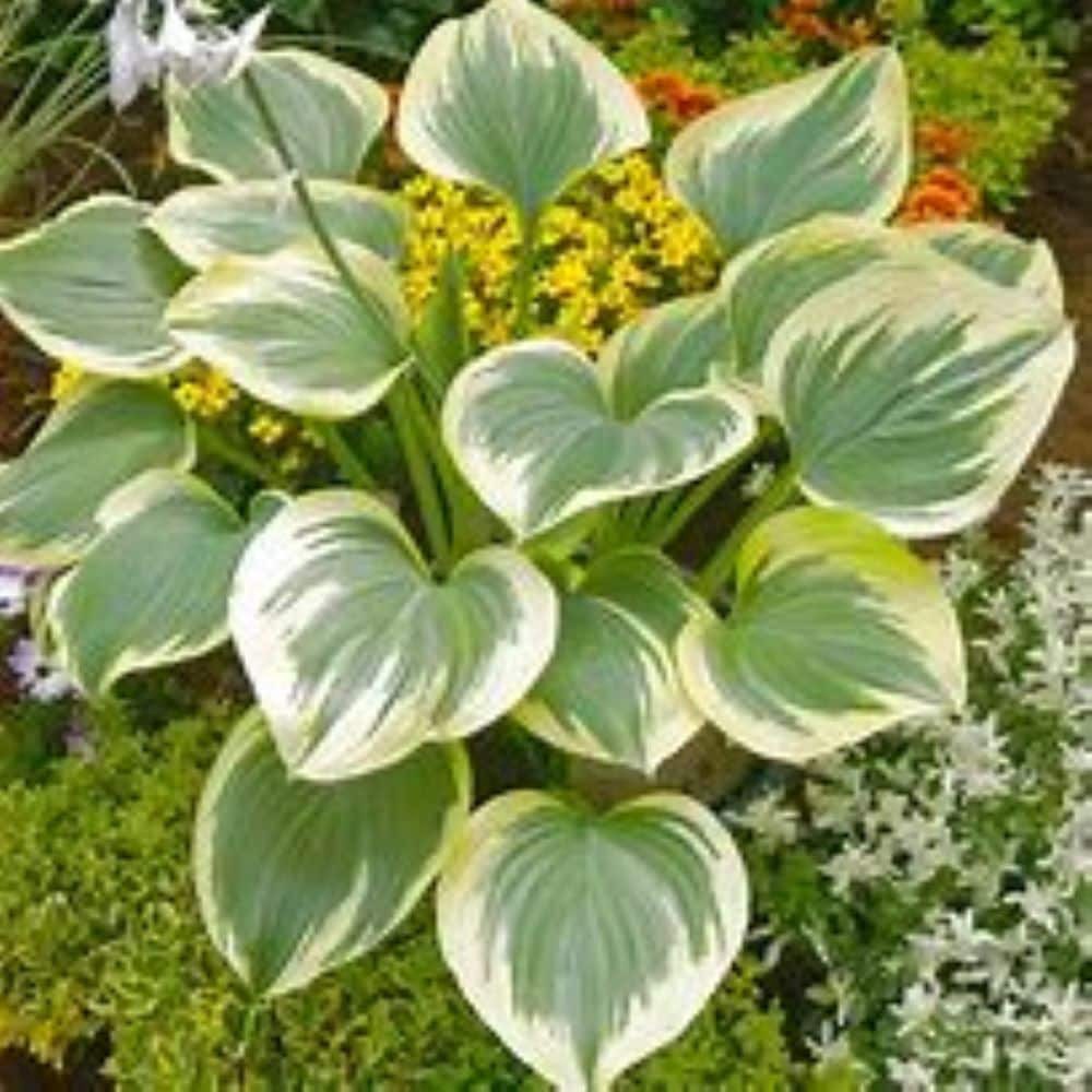 slide 4 of 4, Monrovia White Hosta Plant in 2.5 -Quart Pot 1 -Pack, 1 ct