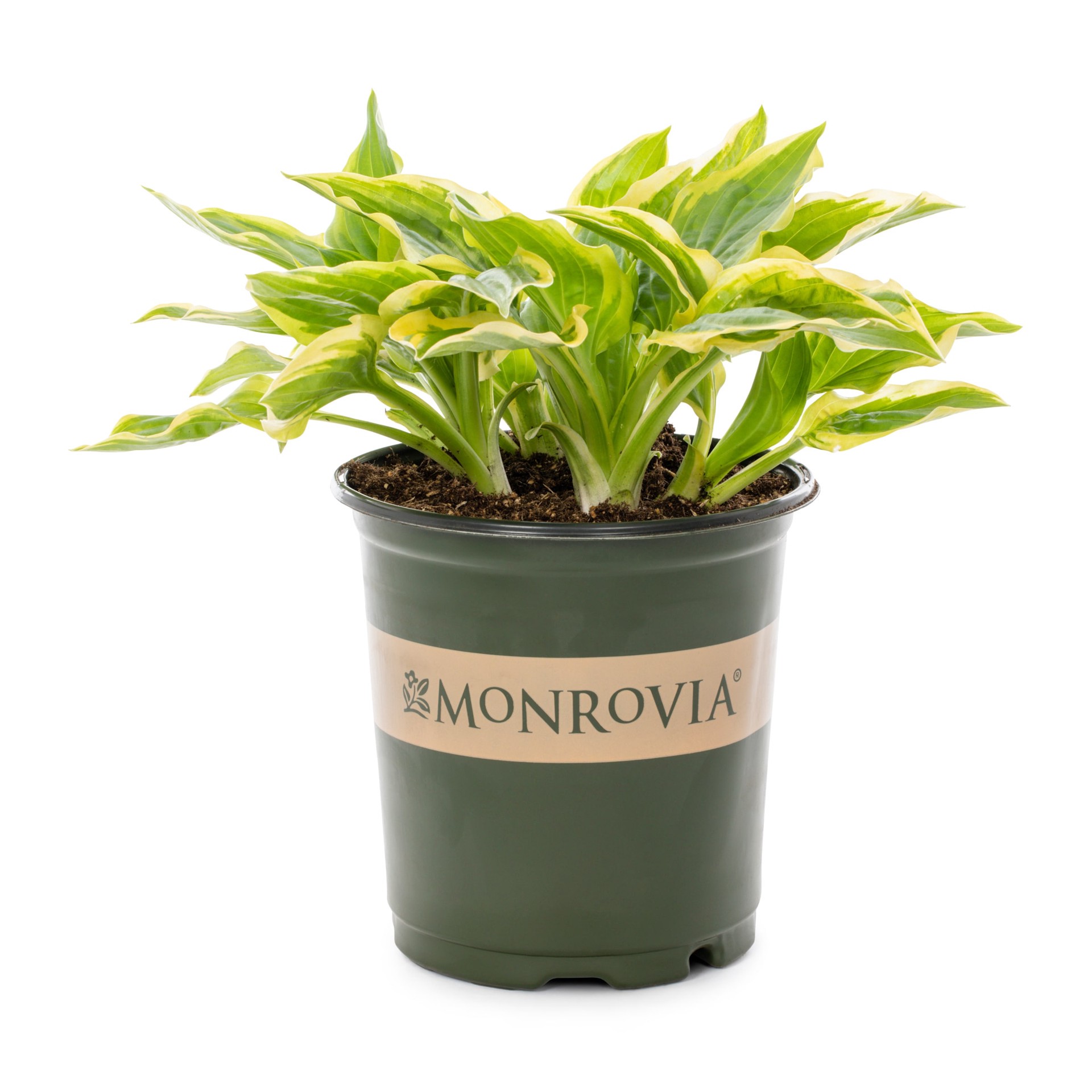 slide 3 of 4, Monrovia White Hosta Plant in 1 -Quart Pot 1 -Pack, 1 ct
