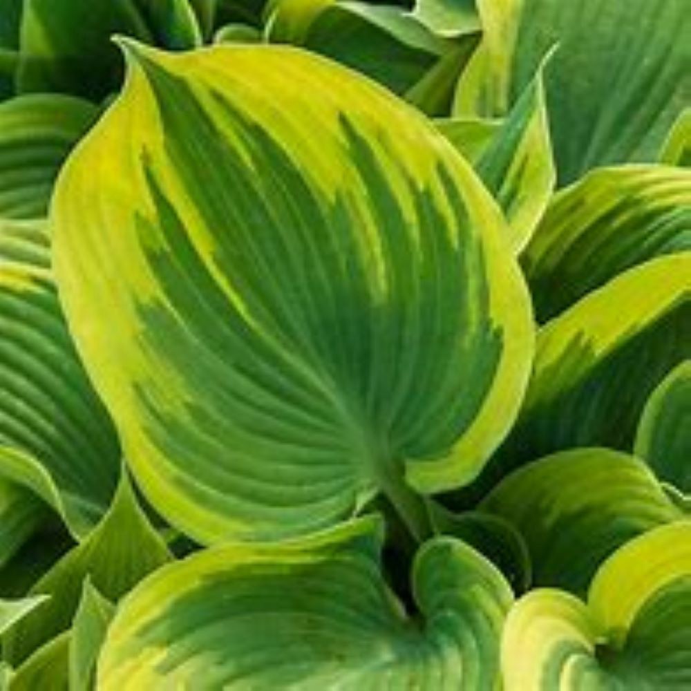 slide 4 of 4, Monrovia White Hosta Plant in 1 -Quart Pot 1 -Pack, 1 ct