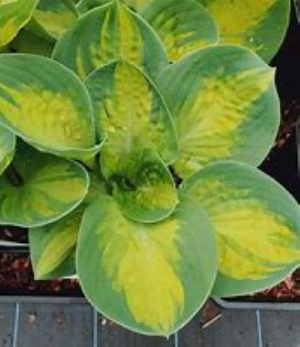 slide 1 of 4, Monrovia White Hosta Plant in 1 -Quart Pot 1 -Pack, 1 ct