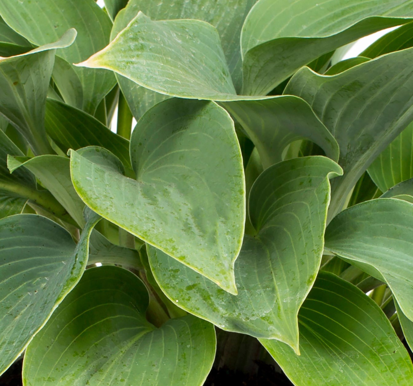 slide 2 of 4, Monrovia Blue Hosta Plant in 1 -Quart Pot 1 -Pack, 1 ct