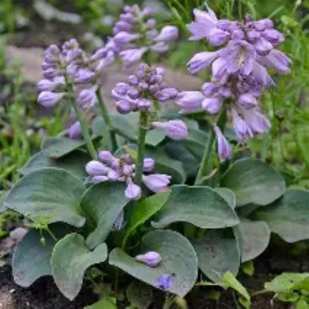 slide 3 of 4, Monrovia Blue Hosta Plant in 1 -Quart Pot 1 -Pack, 1 ct