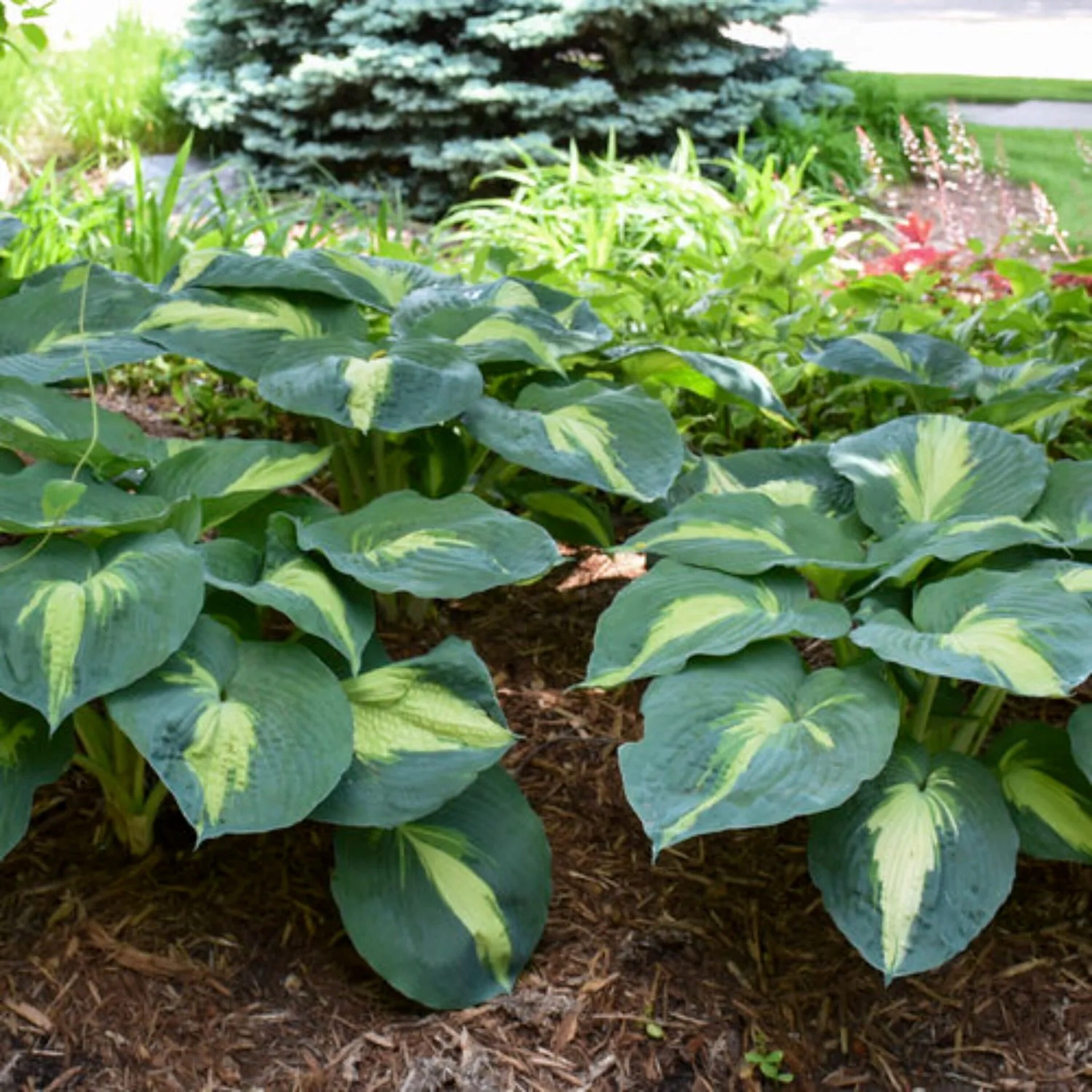 slide 4 of 4, Monrovia Blue Hosta Plant in 1 -Quart Pot 1 -Pack, 1 ct