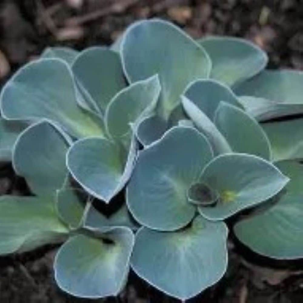 slide 1 of 4, Monrovia Blue Hosta Plant in 1 -Quart Pot 1 -Pack, 1 ct