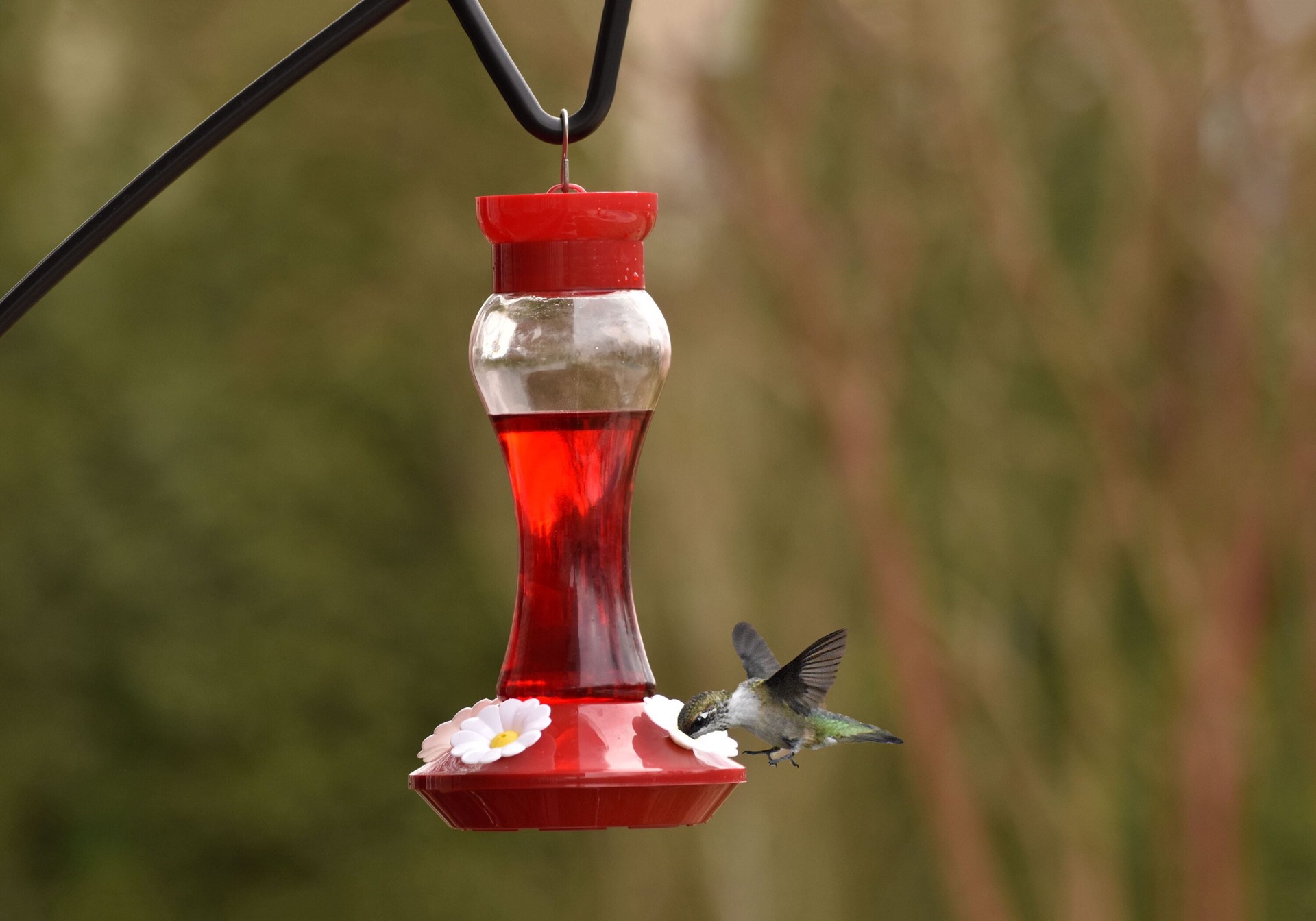 slide 3 of 5, Style Selections Glass Hanging Hummingbird Hummingbird feeder - 16-oz, 1 ct