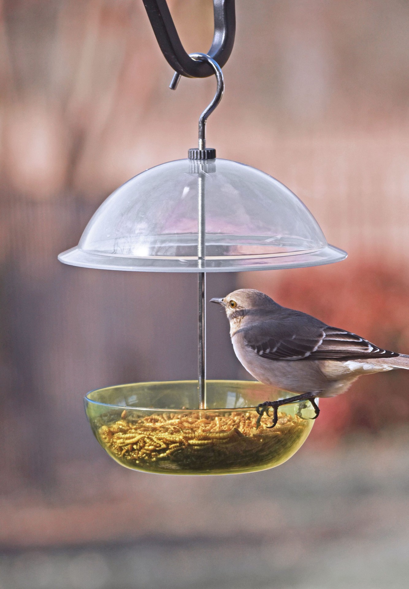 slide 2 of 5, Style Selections Plastic Hanging Hopper Bird feeder - 1-lb, 1 ct