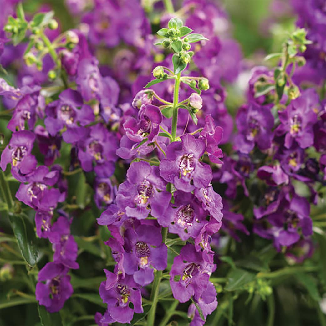 slide 2 of 4, Lowe's Blue Angelonia in 1.5 Pint Pot 1 -Pack, 1 ct