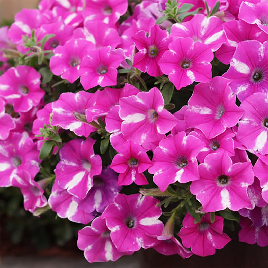 slide 2 of 4, Proven Winners Pink Petunia in 1.5 Pint Pot 1 -Pack, 1 ct