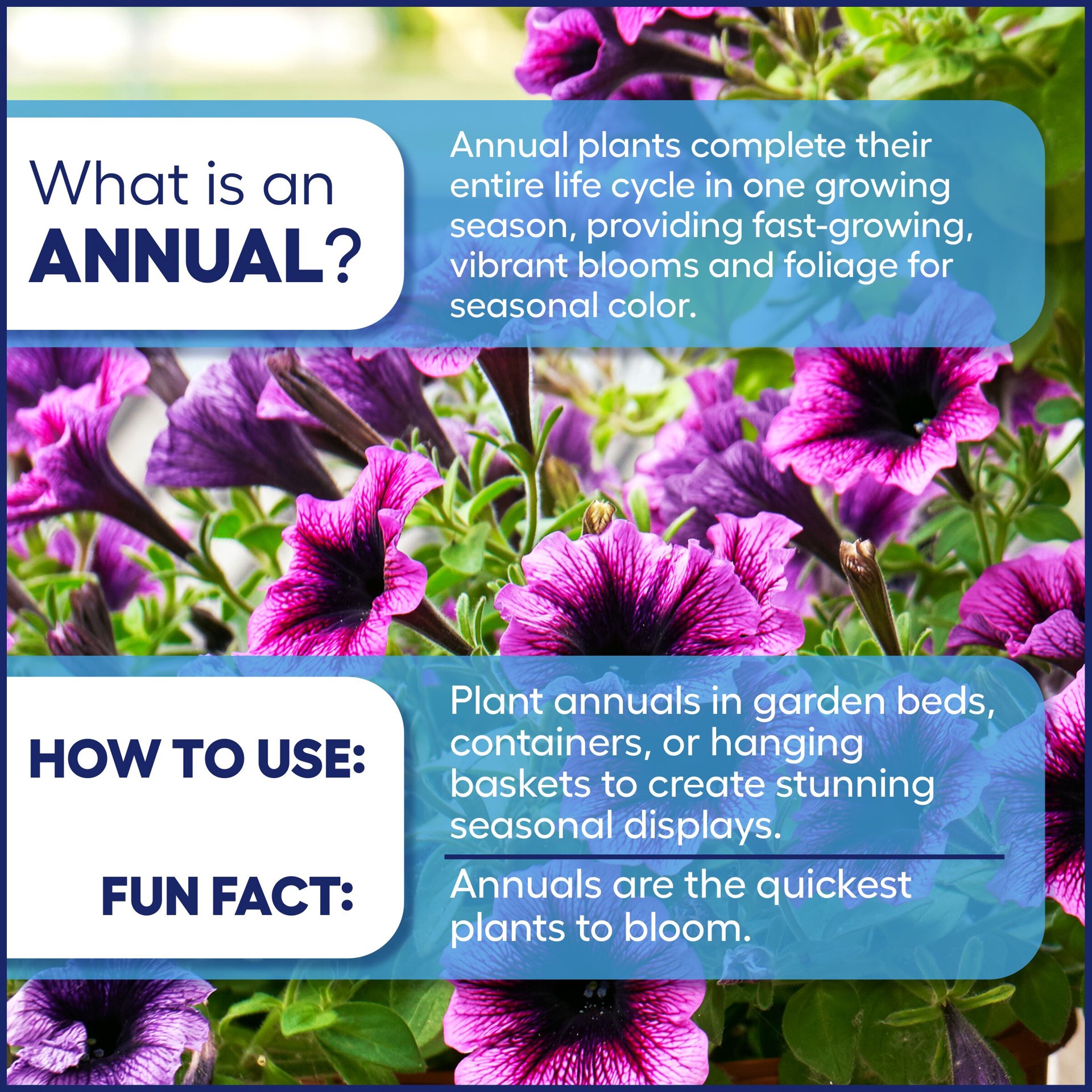 slide 3 of 4, Proven Winners Pink Petunia in 1.5 Pint Pot 1 -Pack, 1 ct