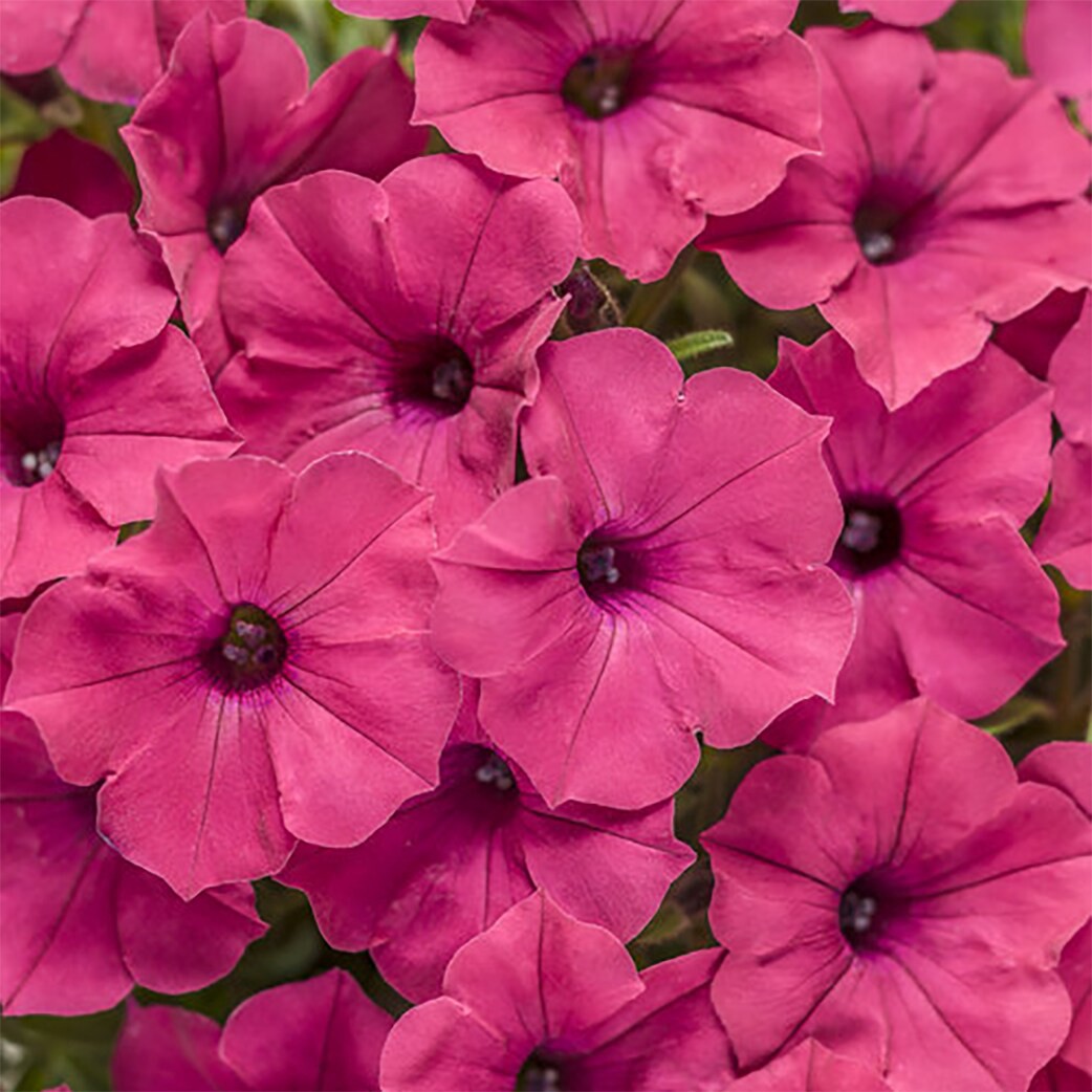 slide 2 of 4, Lowe's Pink Petunia in 1.5 Pint Pot 1 -Pack, 1 ct