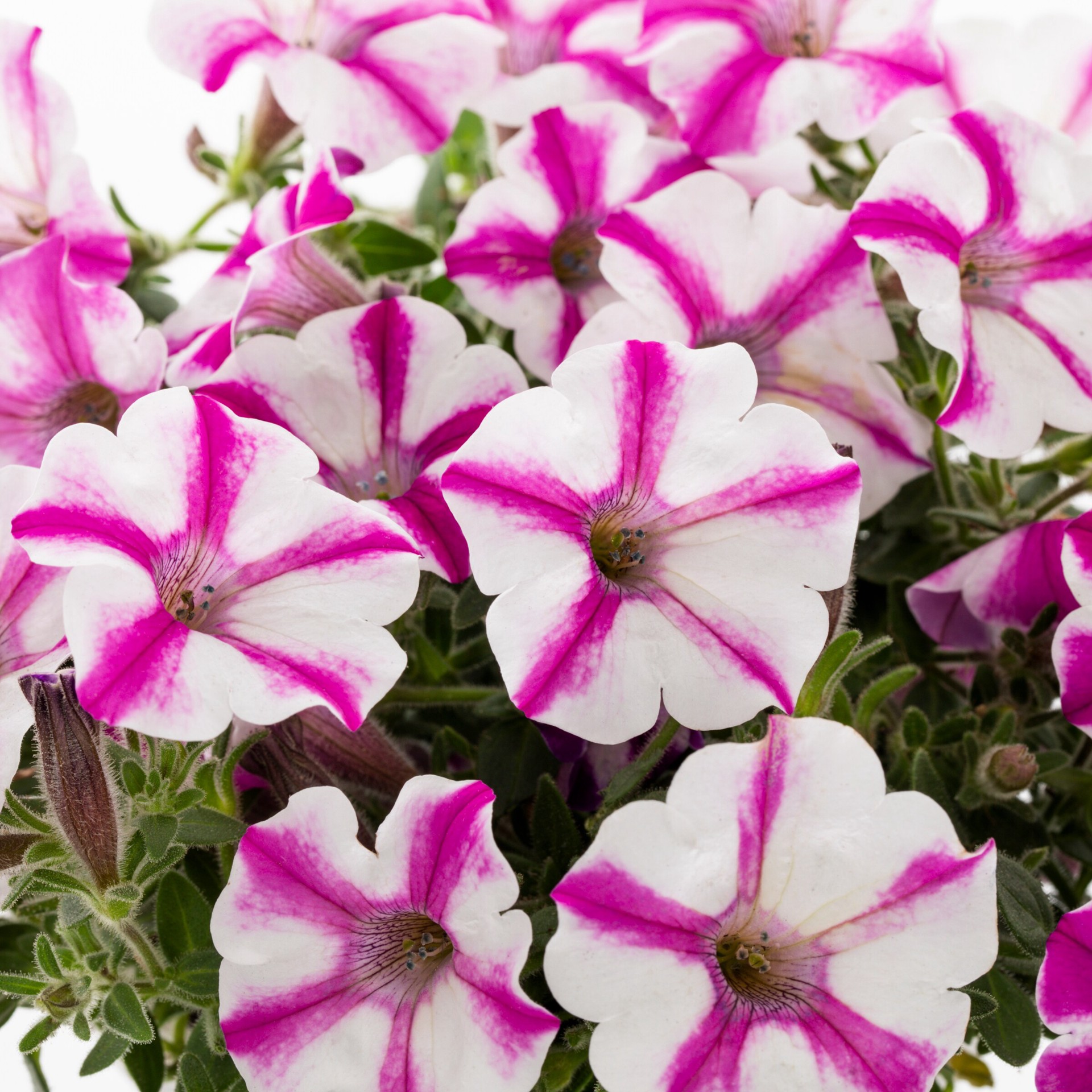 slide 2 of 4, Proven Winners Multicolor Petunia in 1.5 Pint Pot 1 -Pack, 1 ct