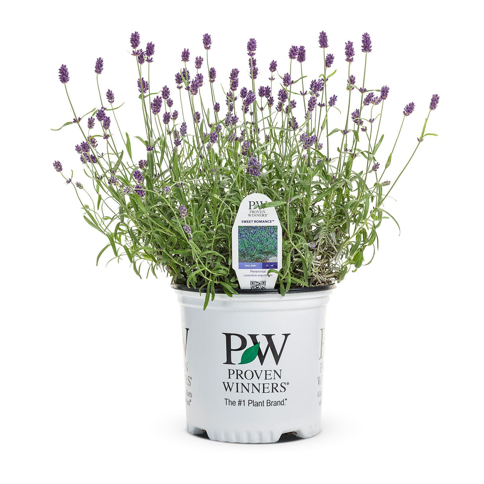 slide 1 of 4, Lowe's Purple Sweet Romance English Lavender Plant in 2 -Quart Pot 1 -Pack, 1 ct