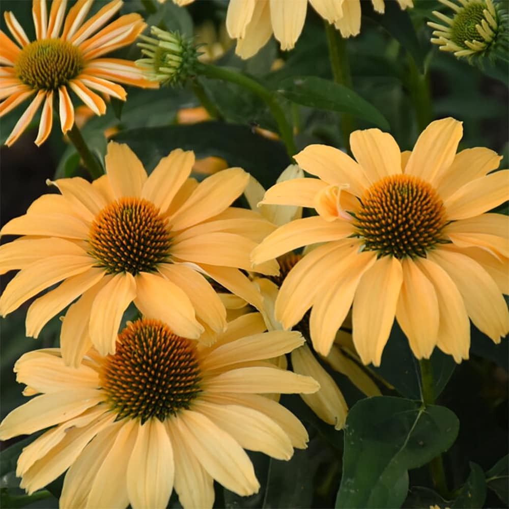 slide 2 of 4, Lowe's Yellow One-in-a-Melon Color Coded Coneflower Plant in 2 -Quart Pot 1 -Pack, 1 ct