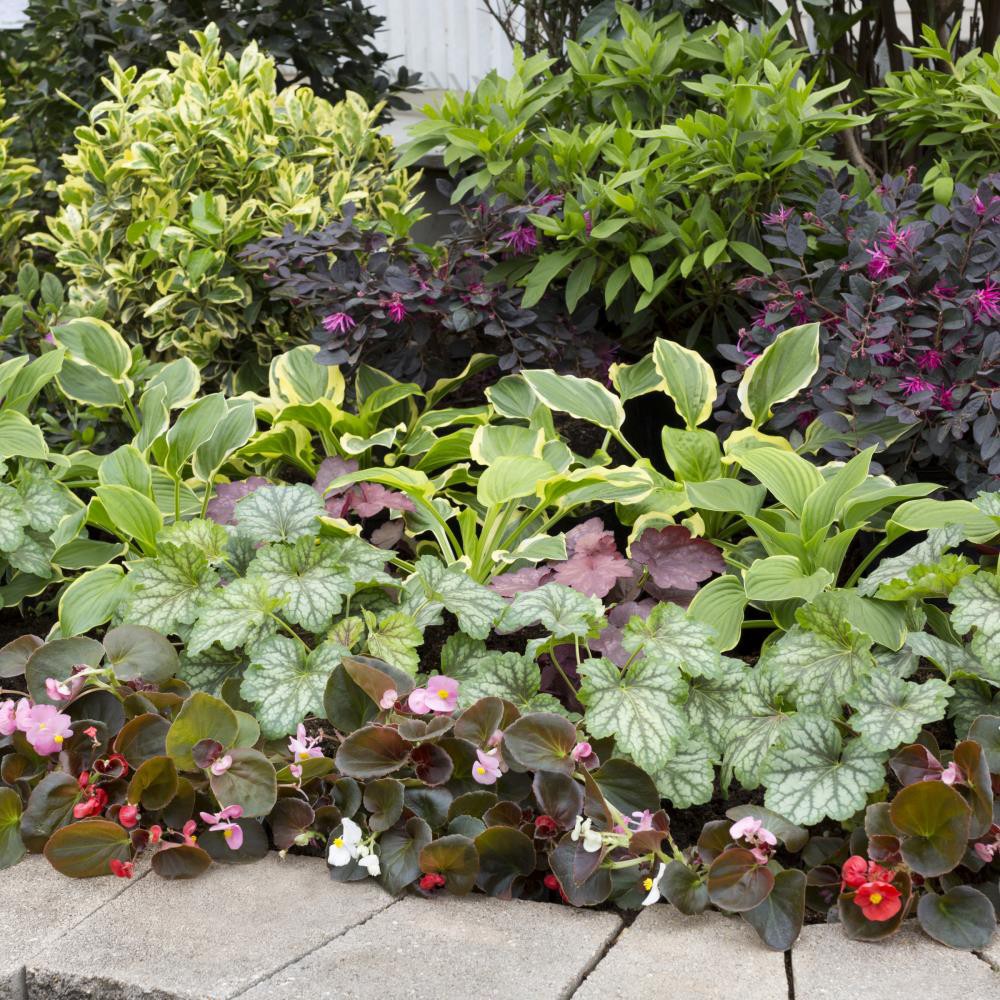 slide 3 of 4, Lowe's White Hosta Plant in 2 -Quart Pot 1 -Pack, 1 ct