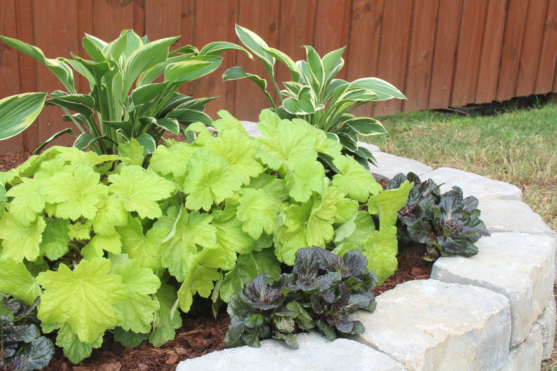 slide 4 of 4, Lowe's White Hosta Plant in 2 -Quart Pot 1 -Pack, 1 ct