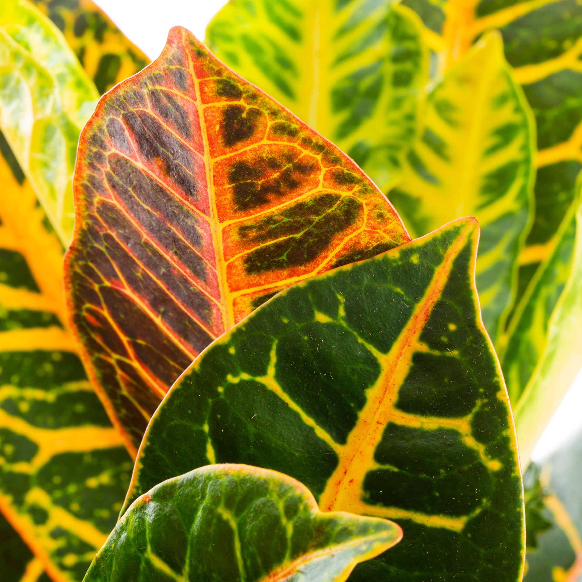 slide 2 of 4, Lowe's Petra Croton Accent Shrub in 1.5 -Pint Pot 1 -Pack, 1 ct