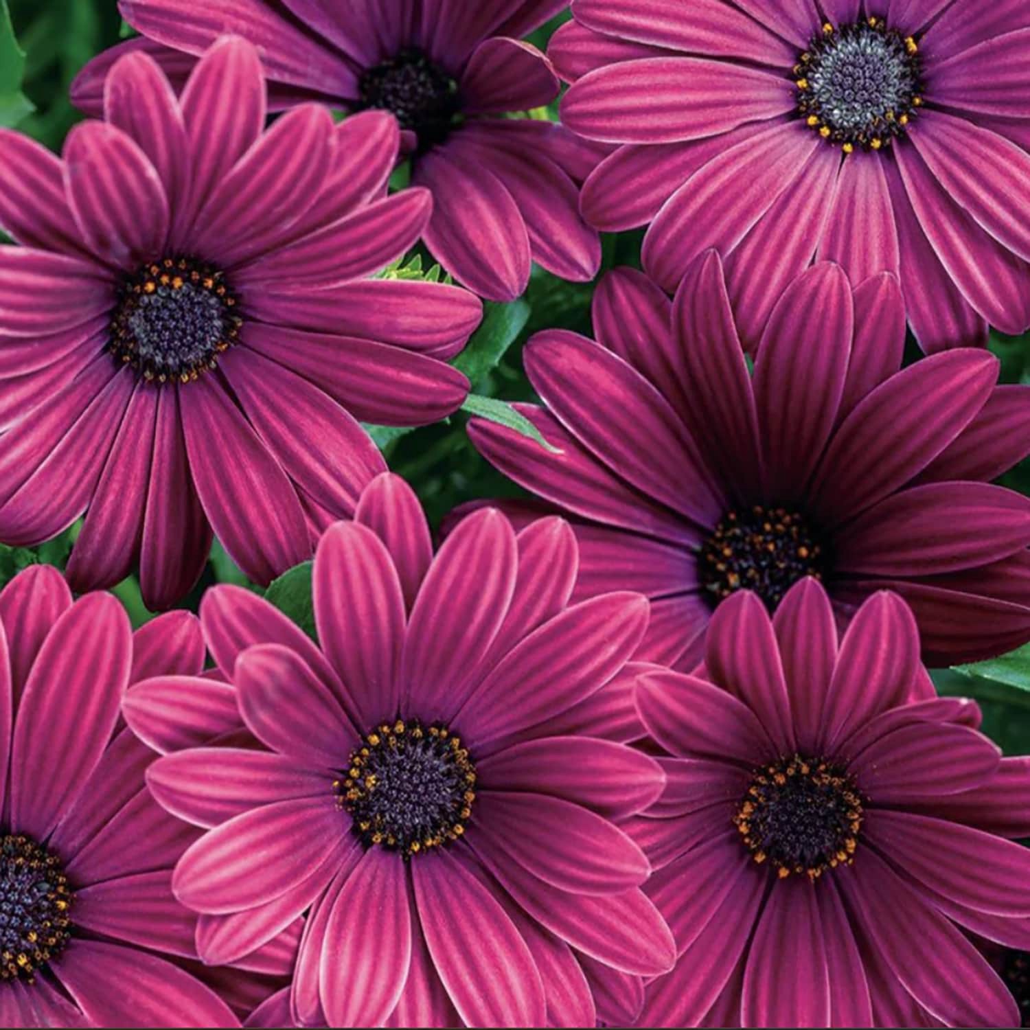 slide 2 of 4, Lowe's Multicolor African Daisy in 1.56 Pint Pot 1 -Pack, 1 ct